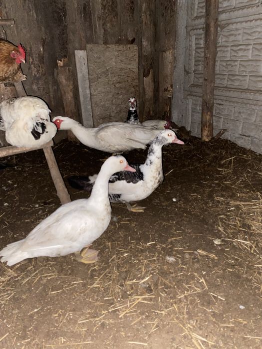 Kaczki kaczory francuskie