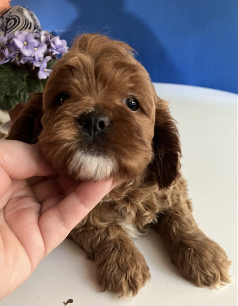 Cavapoo  suczka Sliczna