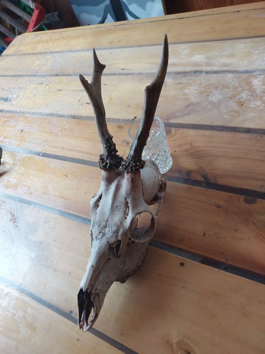 Череп з рогами кози