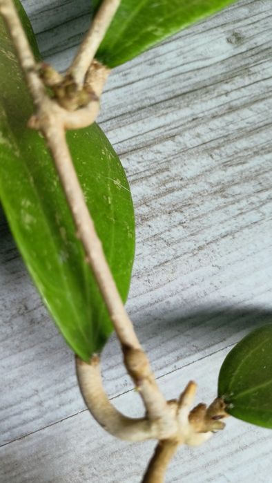 Hoya aff wibergiae rosnąca