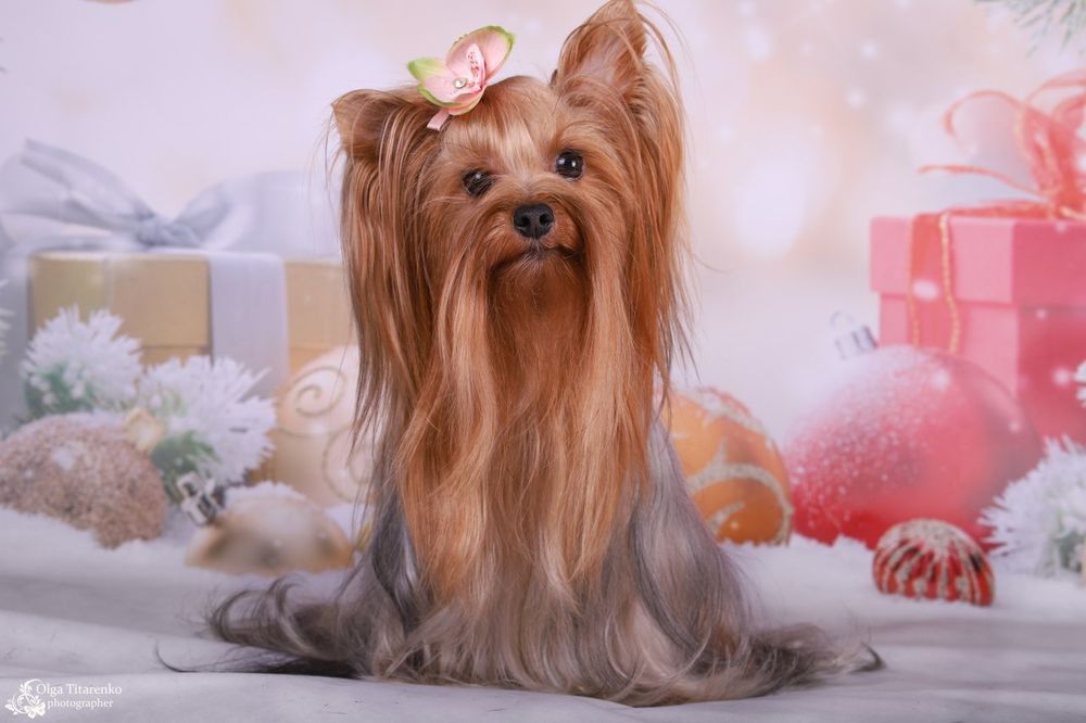 Щенки йоркширского терьера от ВЫСТАВОЧНЫХ РОДИТЕЛЕЙ!