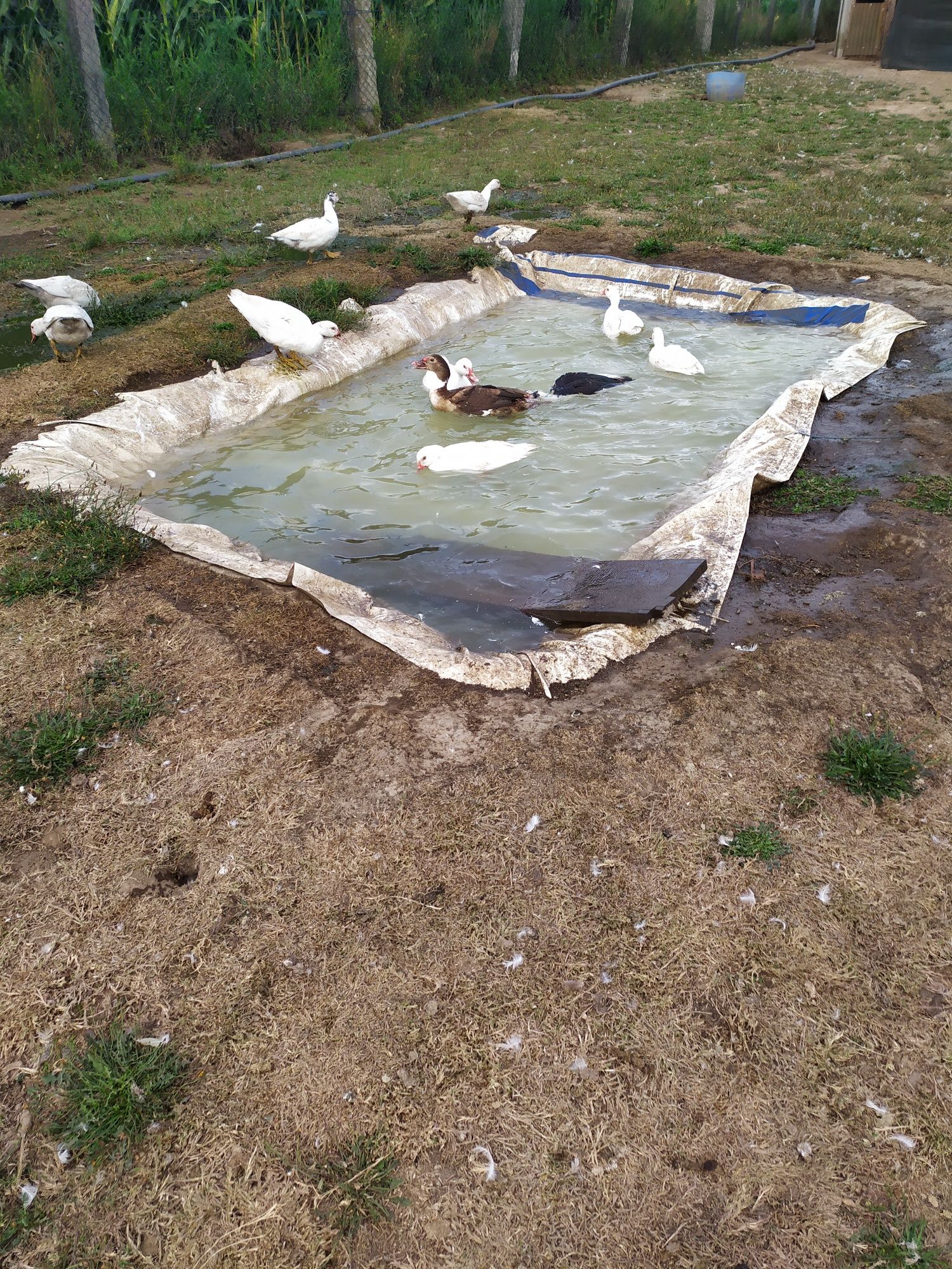 Patos e perus apartir de 10 euros e faisões