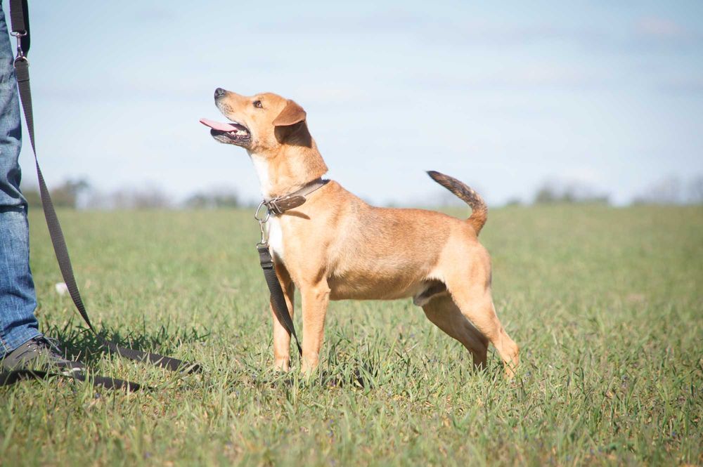 TOTO – wesoły i energiczny psiaczek szuka domu!