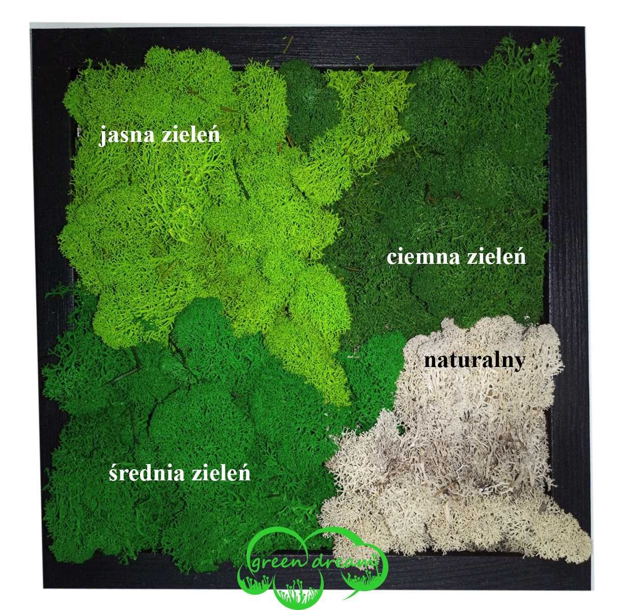 Mapa Świata w RAMIE Chrobotek reniferowy - mech