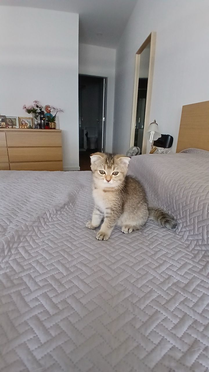 Fêmea scottish fold Golden.
