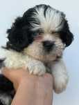 Shih tzu femea OLHO AZUL