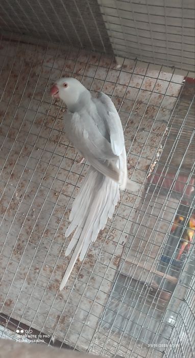 Ring neck fêmea 2024