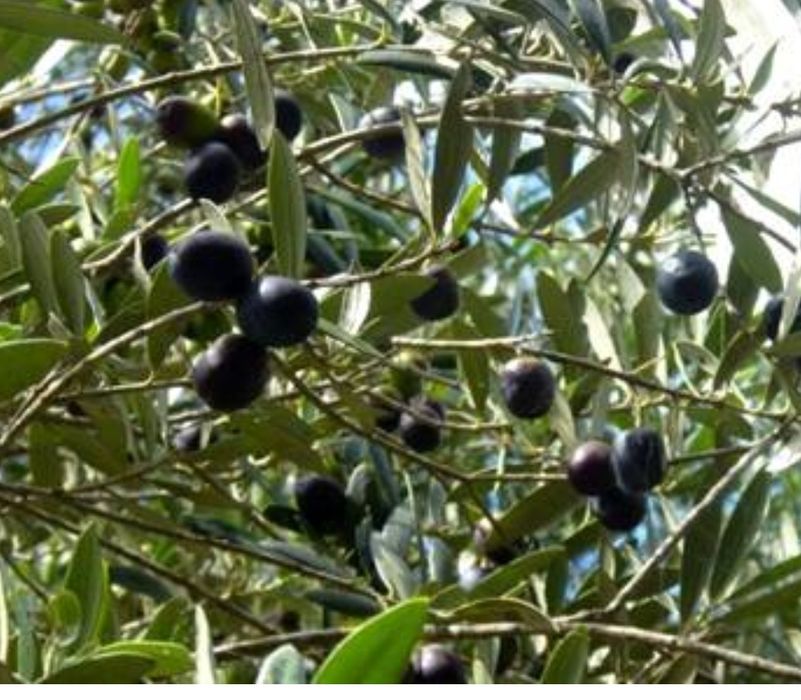 Azeitona para apanhar