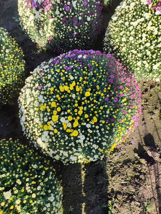 Chryzantemy mixy 3 kolory