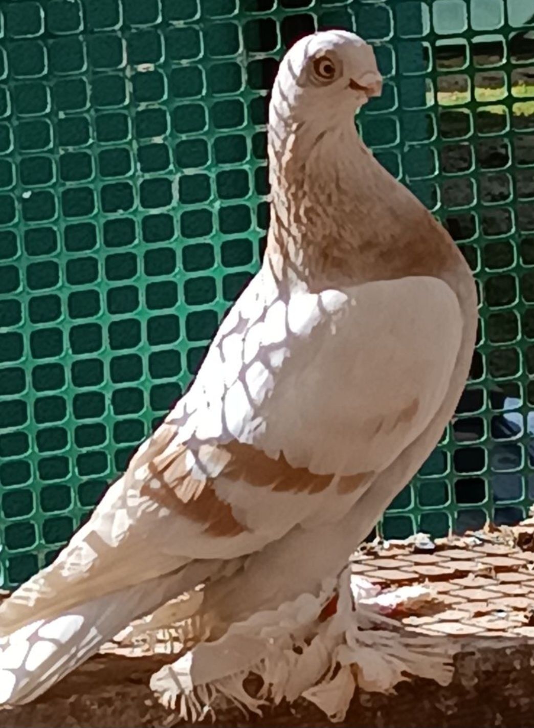 Golebie ozdobne blauwindry