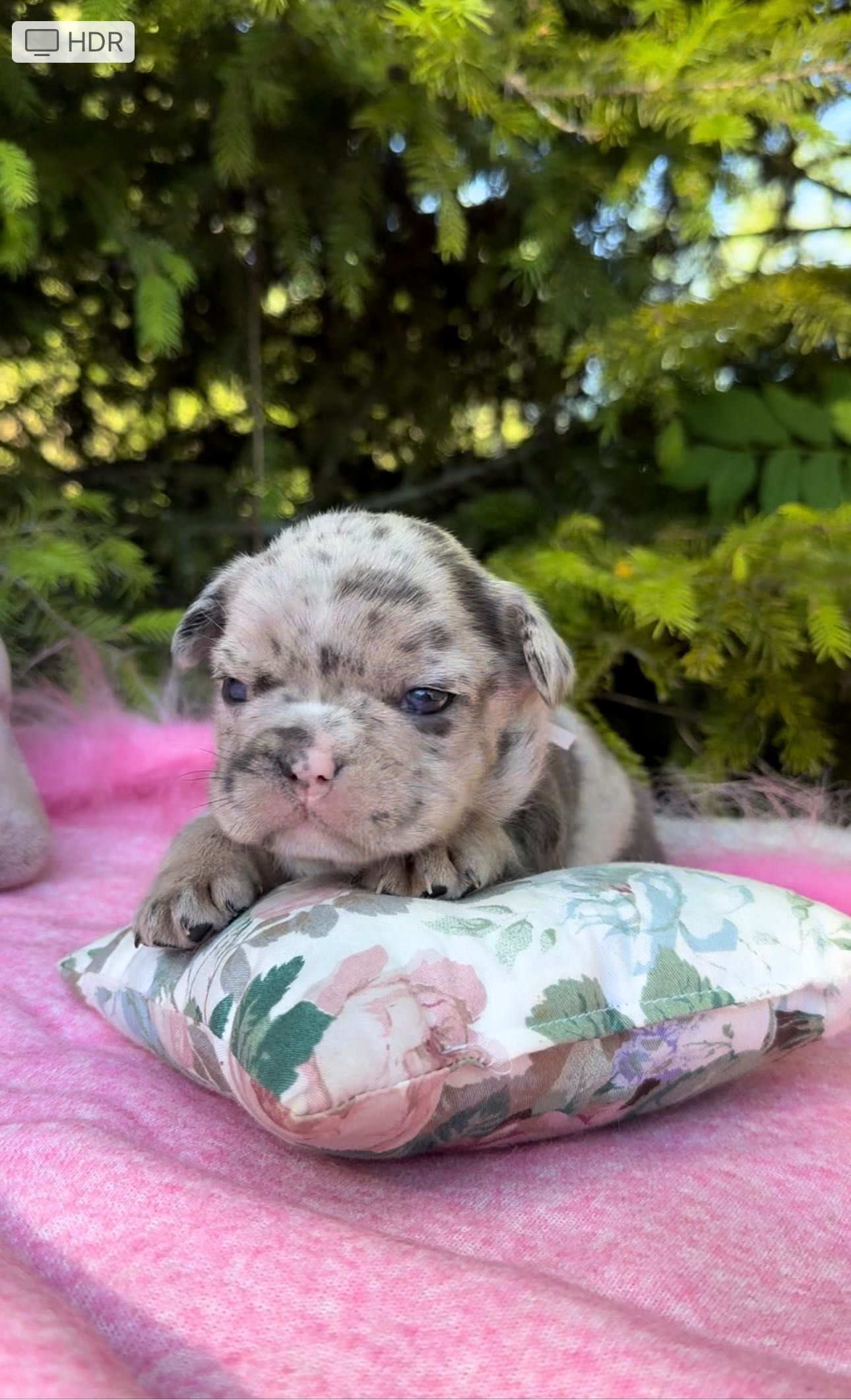 Buldog Francuski dziewczynka Blue merle tan