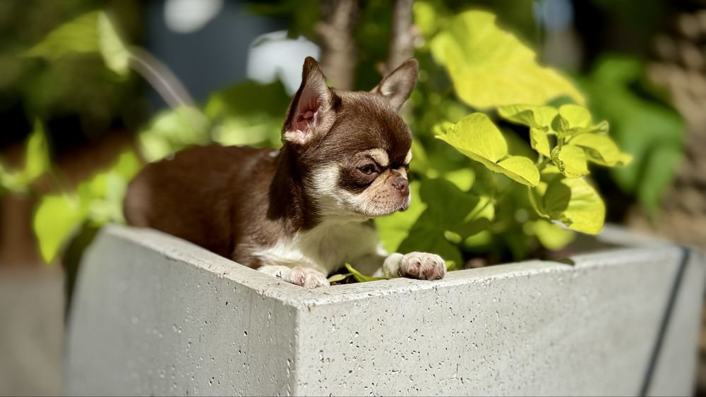 Czekoladowa PPRZEPIĘKNA GOTOWA do ODBIORU suczka chihuahua