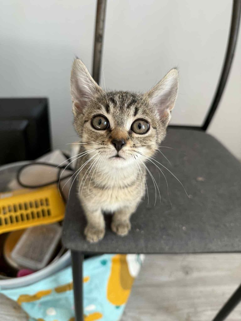 Miziasta buraska poleca się do adopcji:)