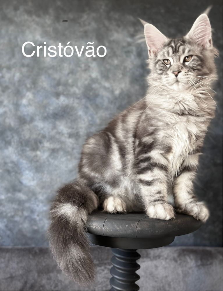 Maine Coon com pedigree, macho carinhoso