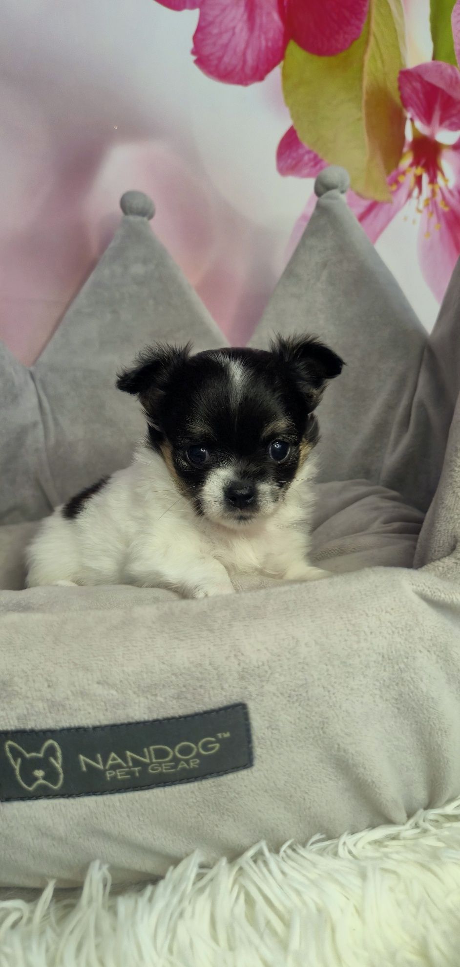 Cudowny chłopczyk chihuahua długowłosy