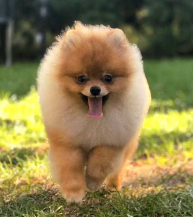 Szpic miniaturowy -Pomeranian puchaty malutki piesek ZKwP FCI
