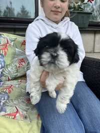 Suczka shih tzu