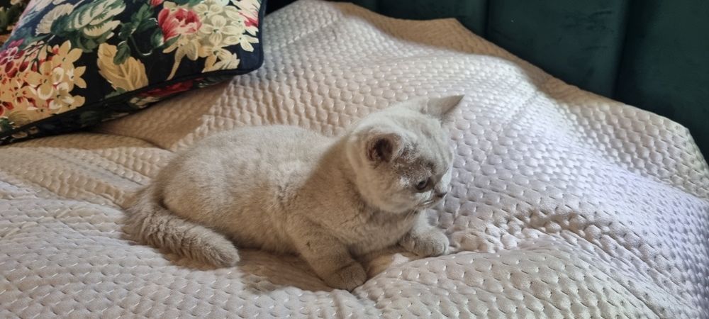 Kocieta brytyjskie BSH