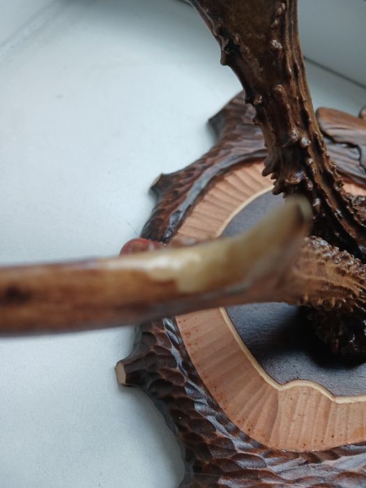 Продам роги косулі на підставці