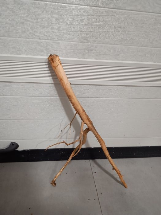 Średni, ciekawy naturalny korzeń do akwarium