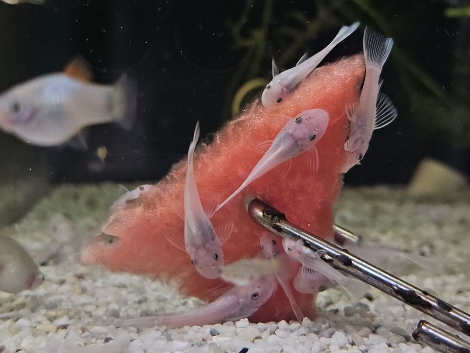 Ancistrus snow white młode