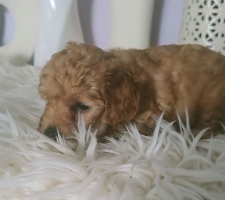 Pudel Toy - Cudna Suczka Red - Wkrótce Do Odbioru!