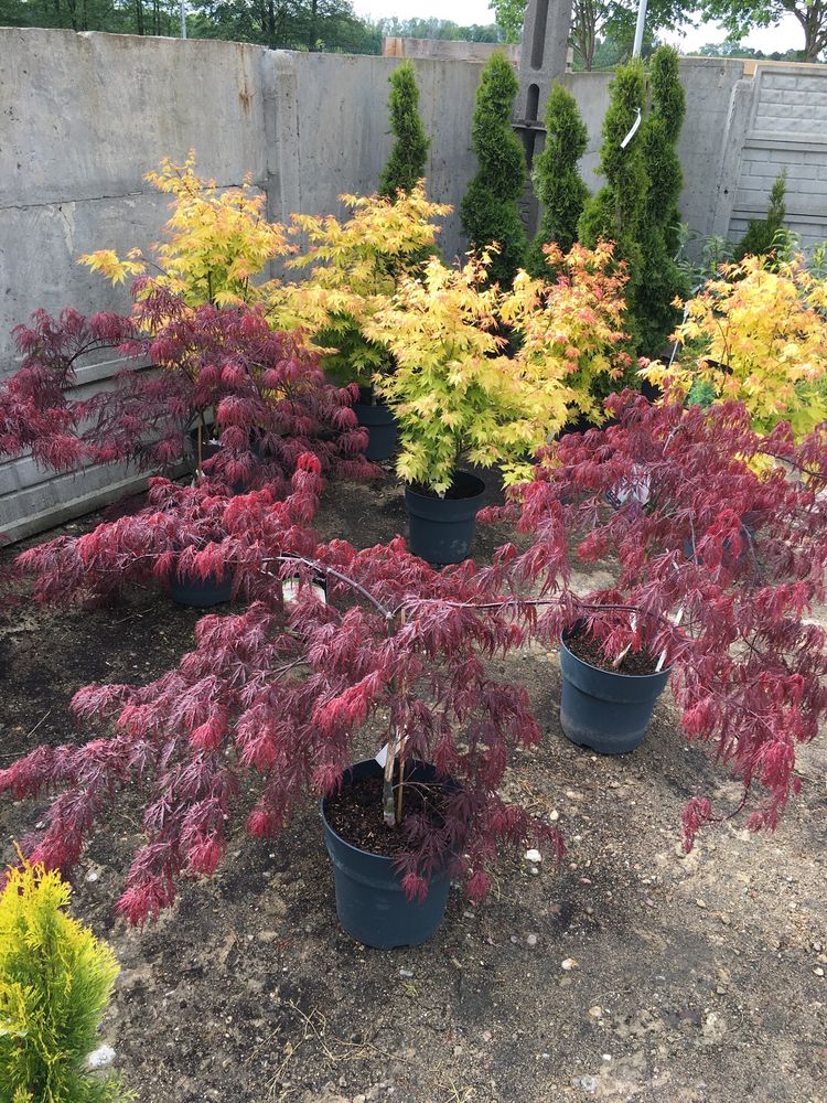 Klon palmowy (acer palmatum Dissectum Garnet)