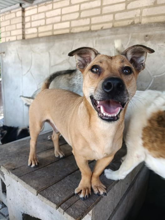 Коротколапий собачка Том шукає дім! Кастрований, вакцинований