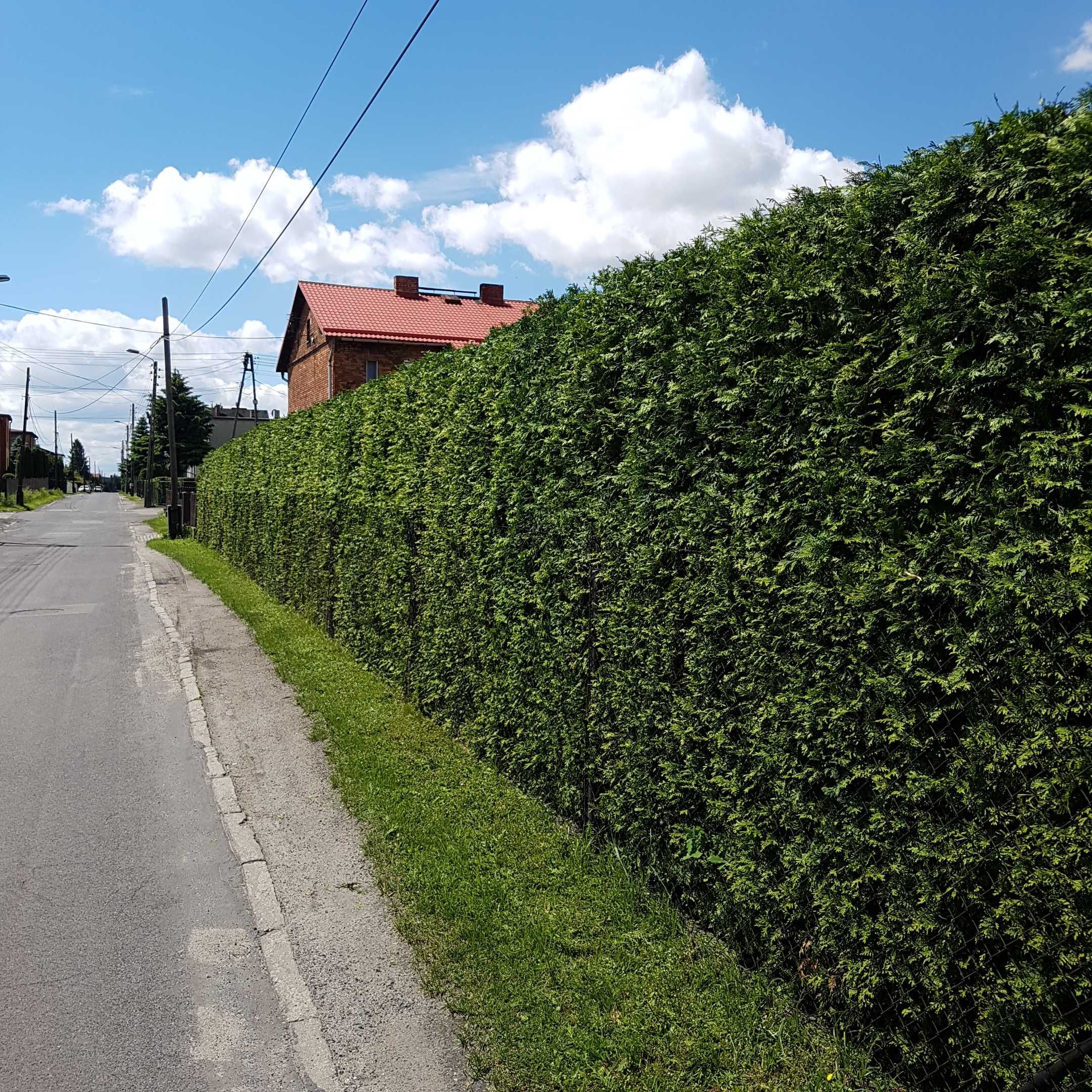 Skracanie tui, przycinanie tui i żywopłotów, nasadzanie tui, wywóz
