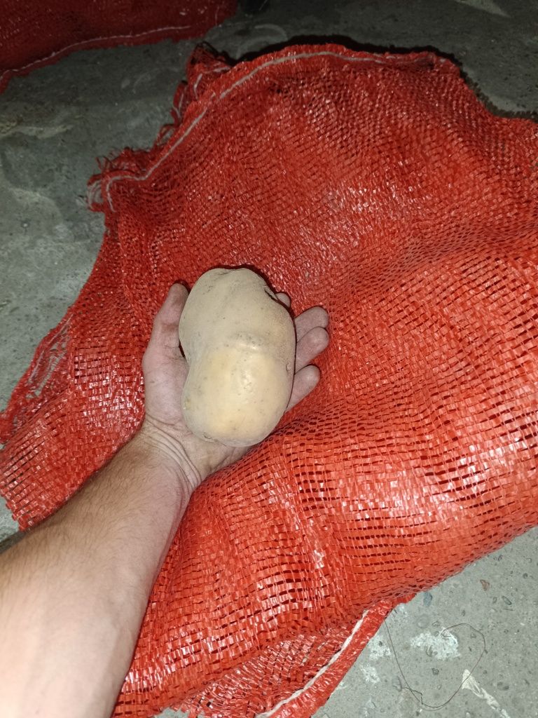 Ziemniaki Denar 5 i 15 kg nie pompowane uprawiane tradycyjnie