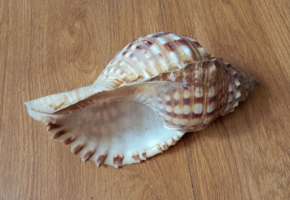 Búzio     21.5 cm