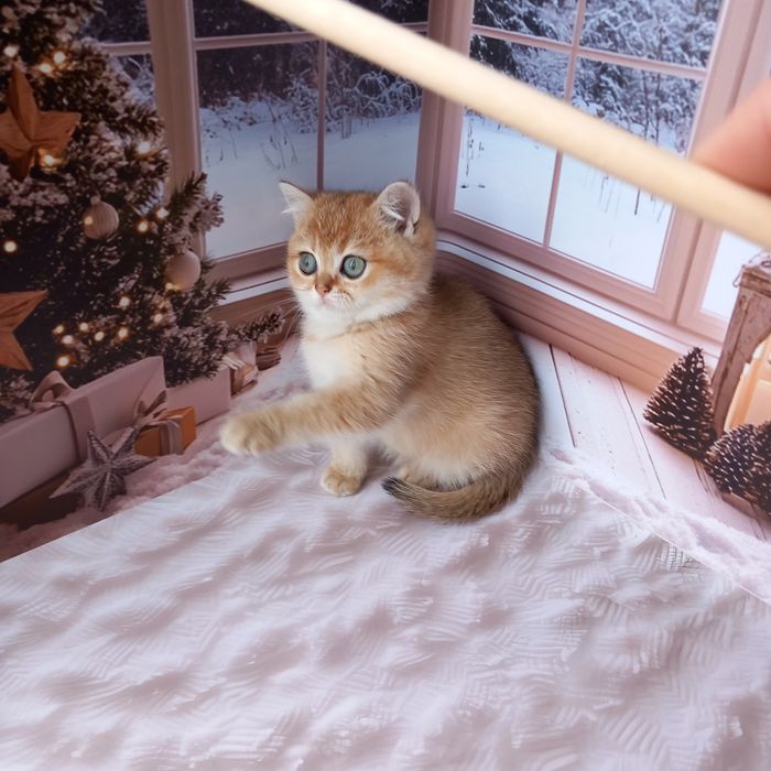 Британська золота шиншила