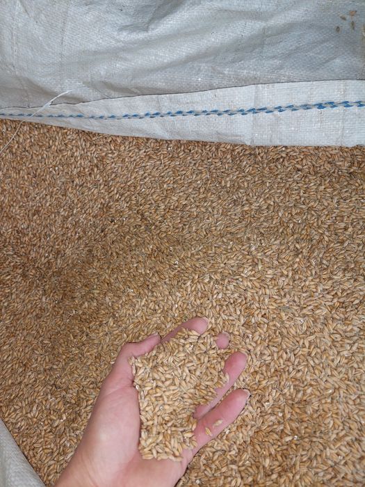 Pszenżyto Klaus ozime czyszczone po centrali