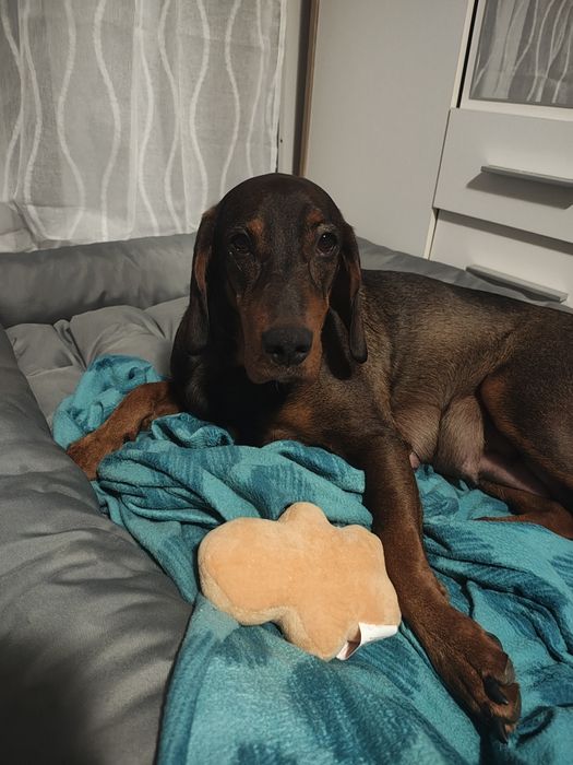 Oddam szczeniaki w dobre ręce!
Do pokochania czekają urocze maluchy po