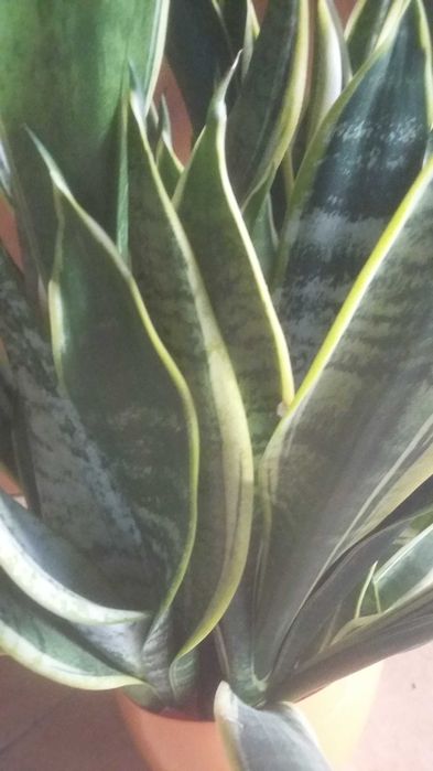 Duza  sansevieria