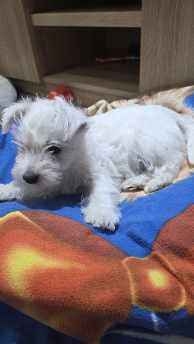 Ostatni śliczny piesek West Highland White Terrier