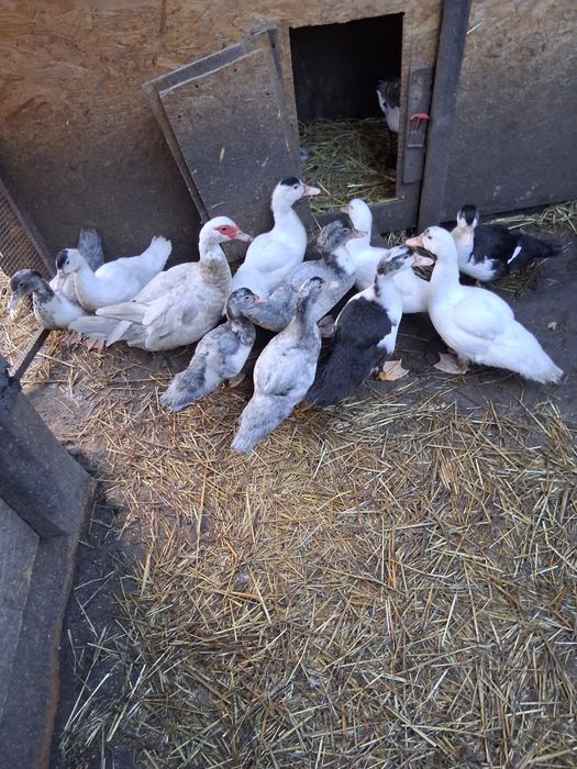 Sprzedam młode kaczki