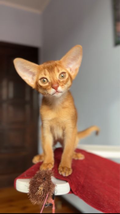 Абиссинские котята!