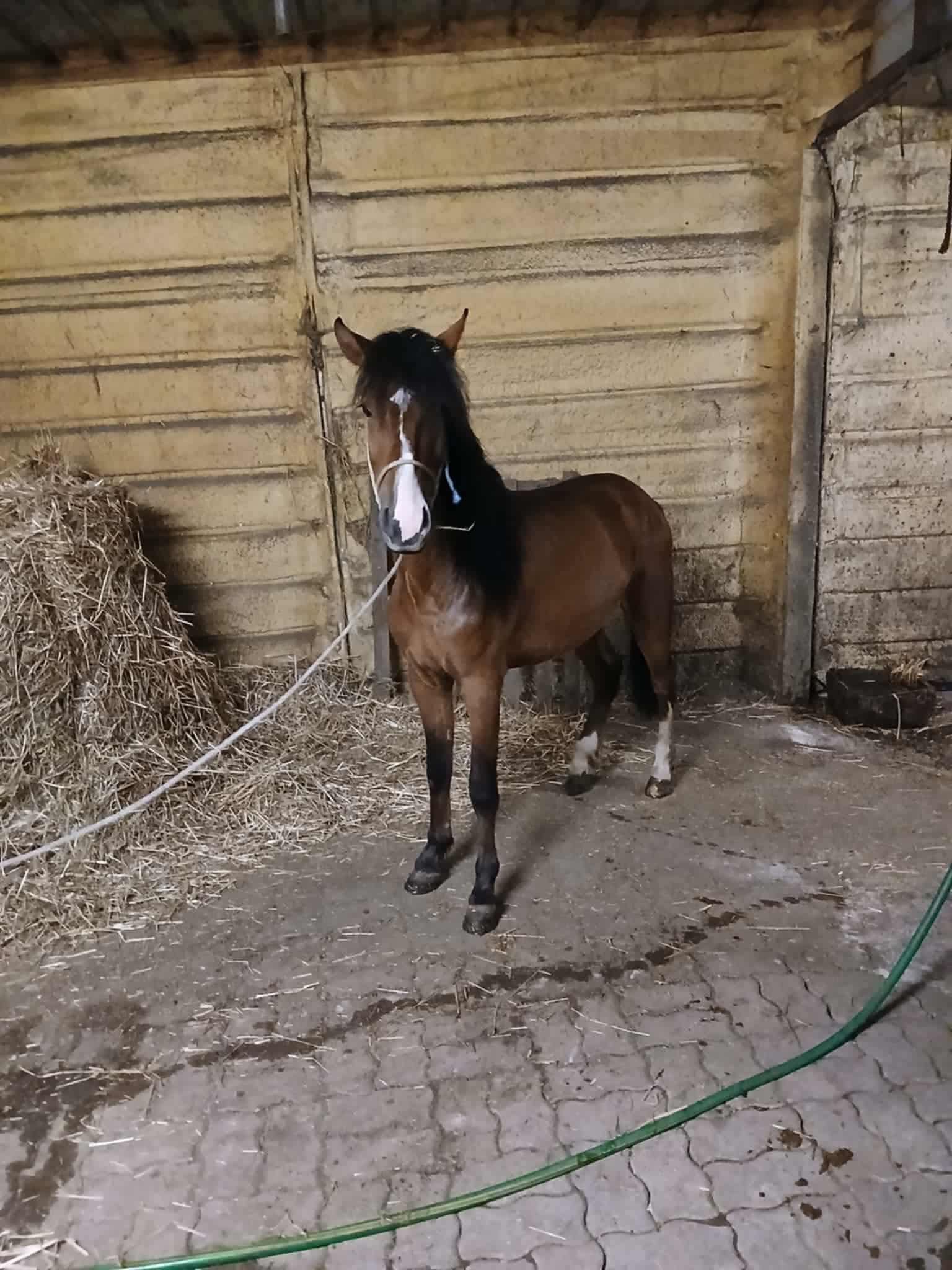 Vendo poldro a fazer 3 anos