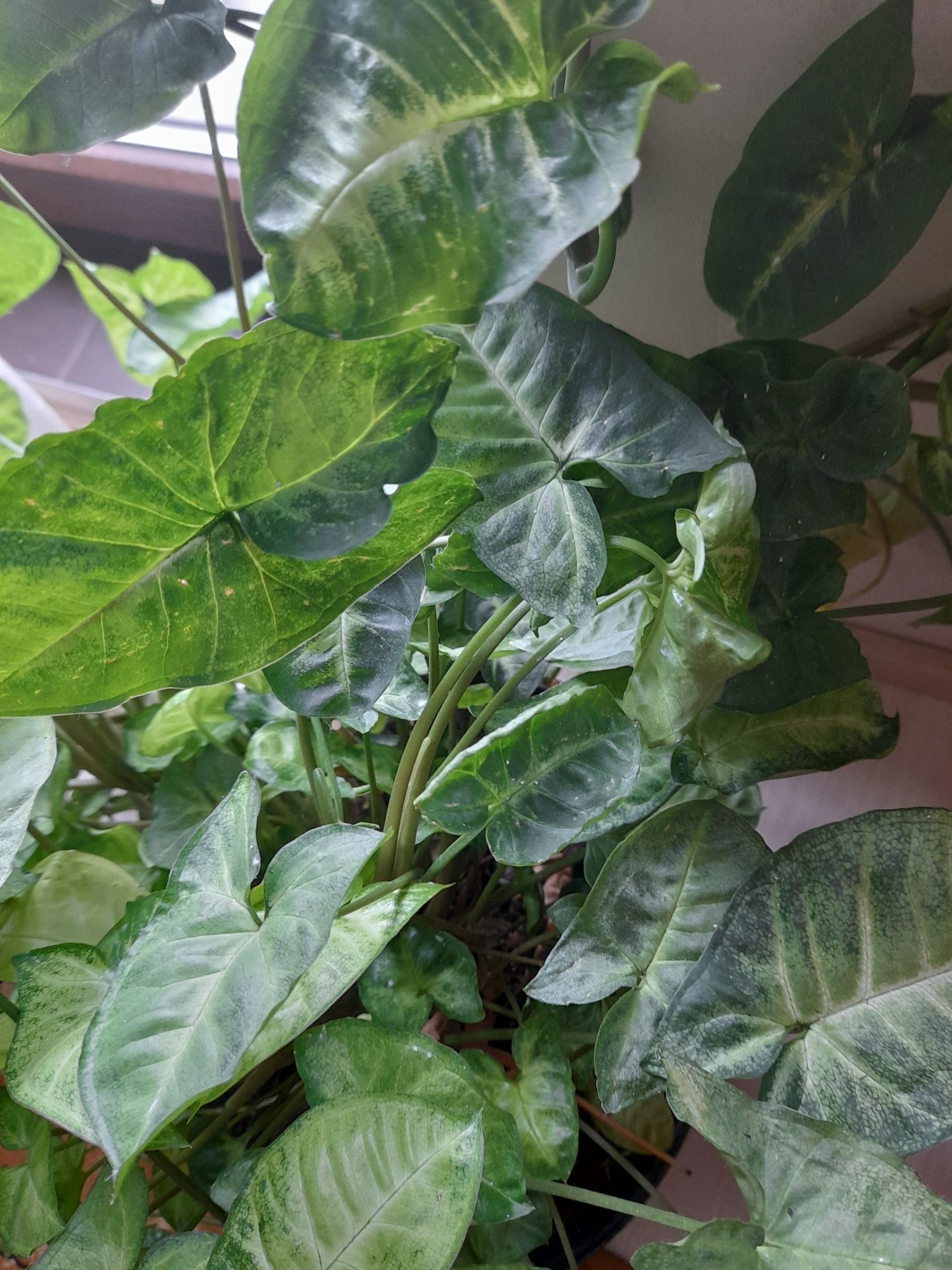 Roślina do terrarium