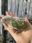 Aves para acabar de criar à mão
