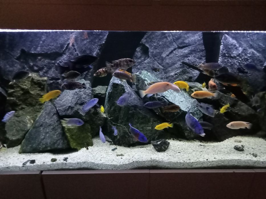 Kamień do akwarium serpentynit zielony