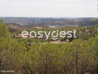 Terreno agrícola com pinheiros, oliveiras e sobreiros em ...