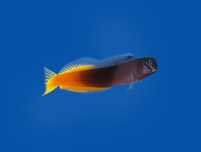 Ecsenius Bicolor – Ślizg Dwukolorowy - M