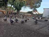 Patos gansos novos