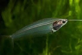 Sumik szklisty Aquafizz Creative