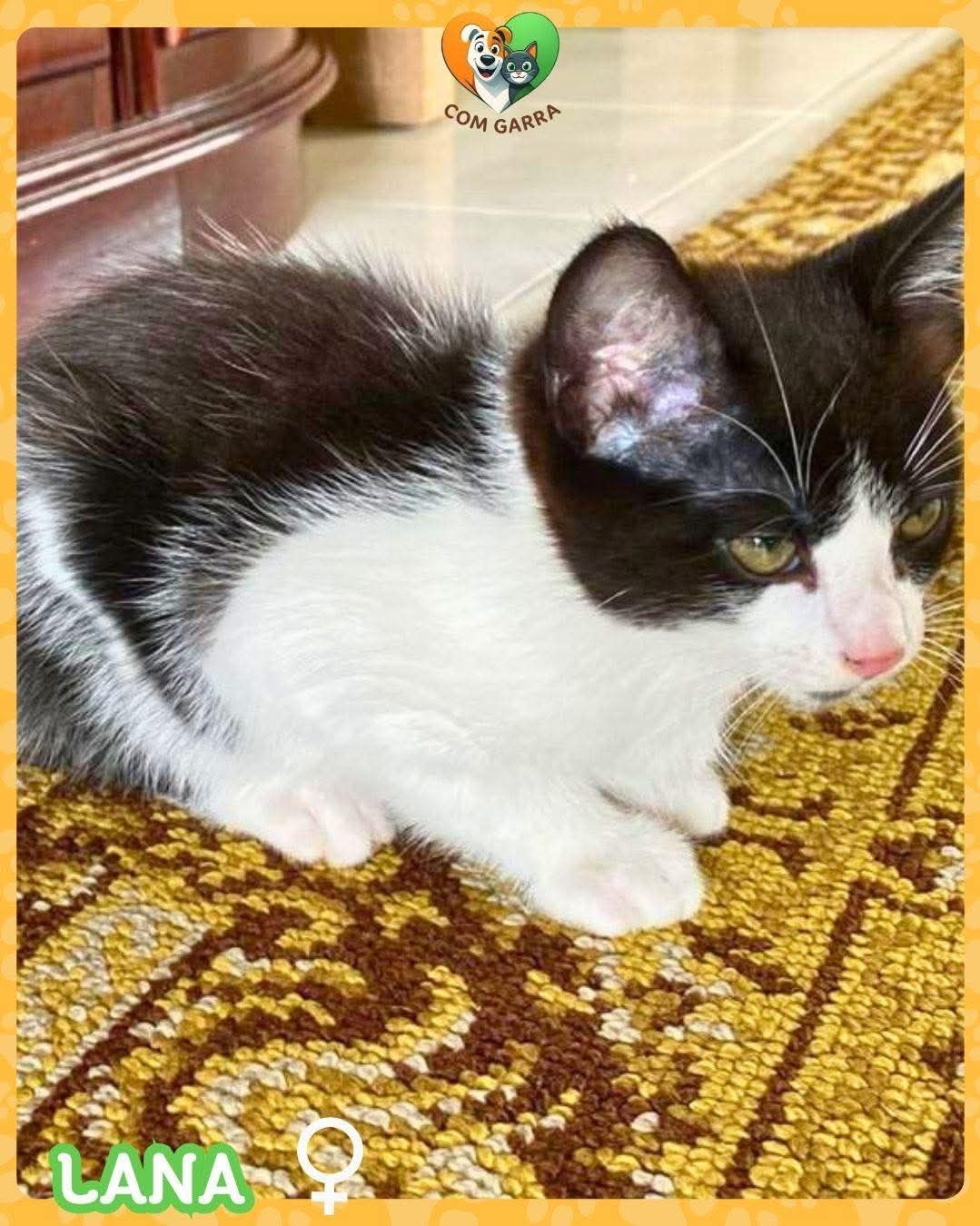 Gata Júnior adoção Lana