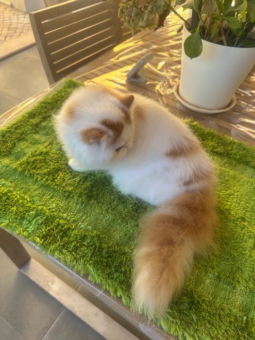Gato Persa Arlequim Vermelho