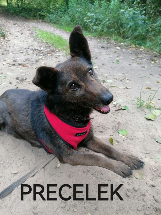 PRECELEK starszy spokojny piesek szuka domu