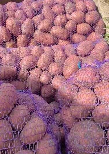 Картопля "ТАЙФУН"